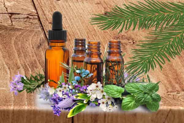 Lavender oil: properties and uses