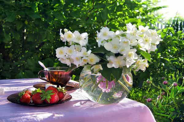 Літні квіти - 6 пропозицій для вашого саду