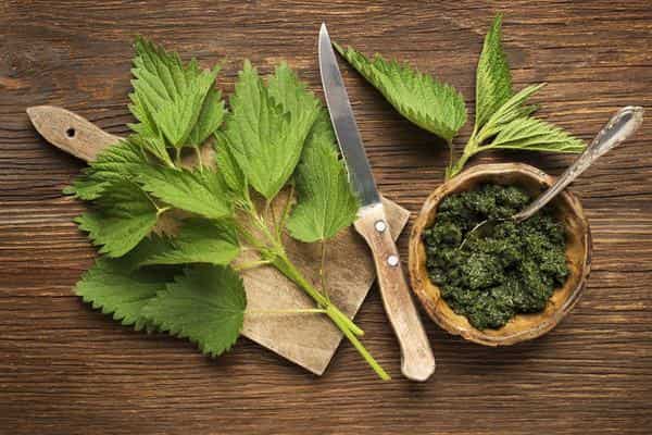 Herbs to cleanse the body: Nettle