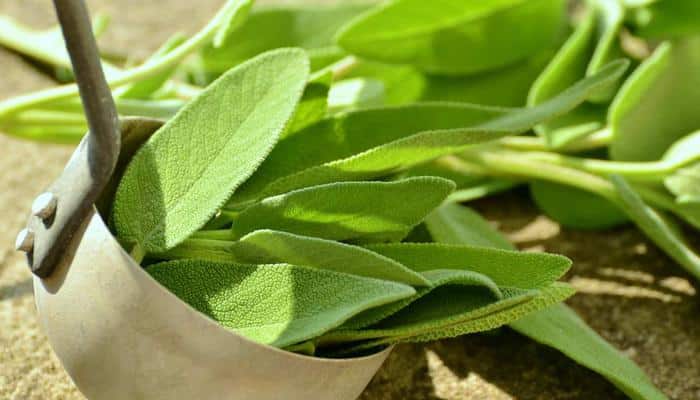 Energy herbs: Sage
