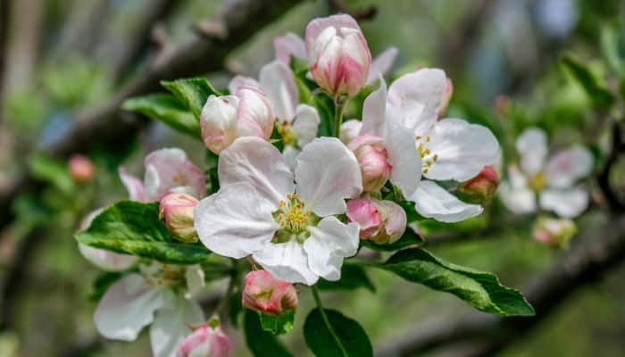 Квіти яблунь та плодових дерев у фітотерапії
