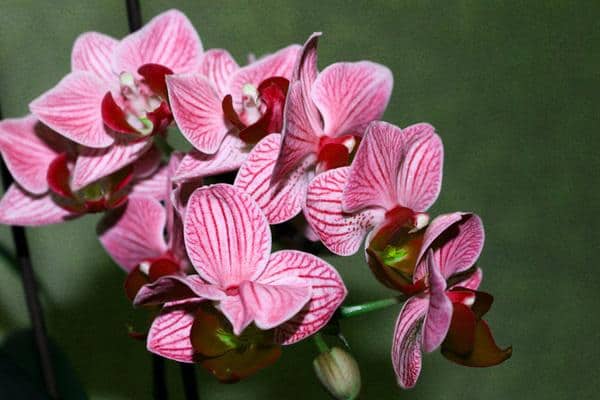 Як доглядати за орхідеями восени?