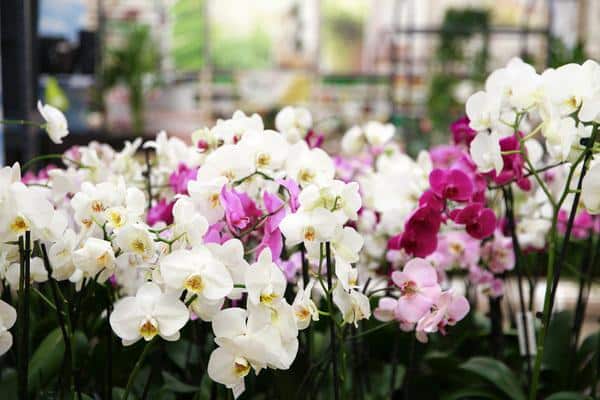 Як доглядати за орхідеями: Забезпечте коливання температури